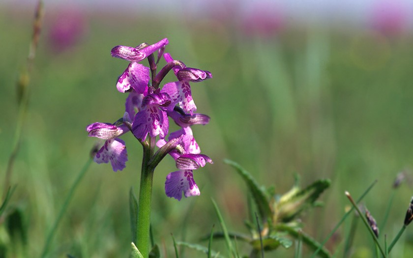 Bloem van de harlekijn