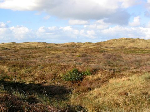 Heide in de duinen