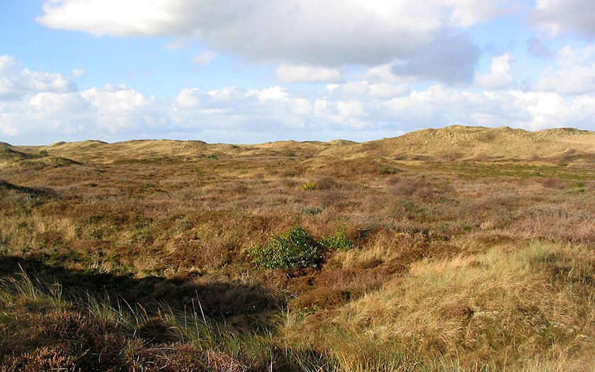 Heather in the dunes