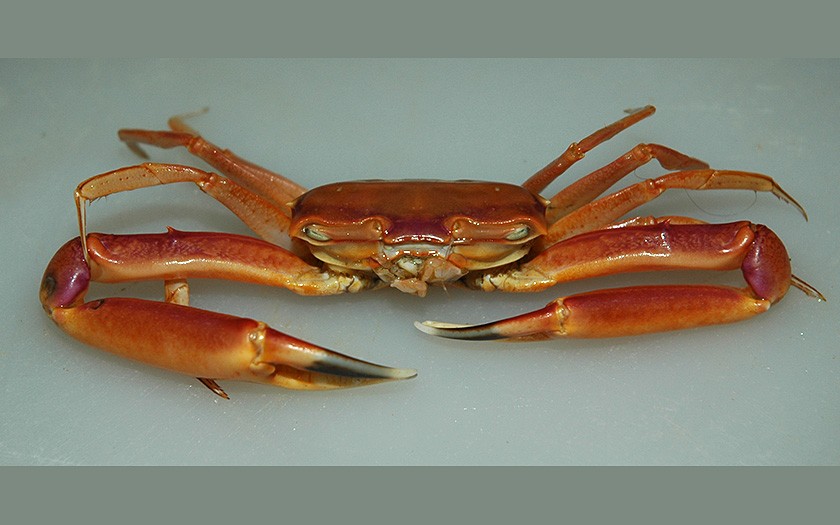 Brush-clawed shore crab (© Ecomare)