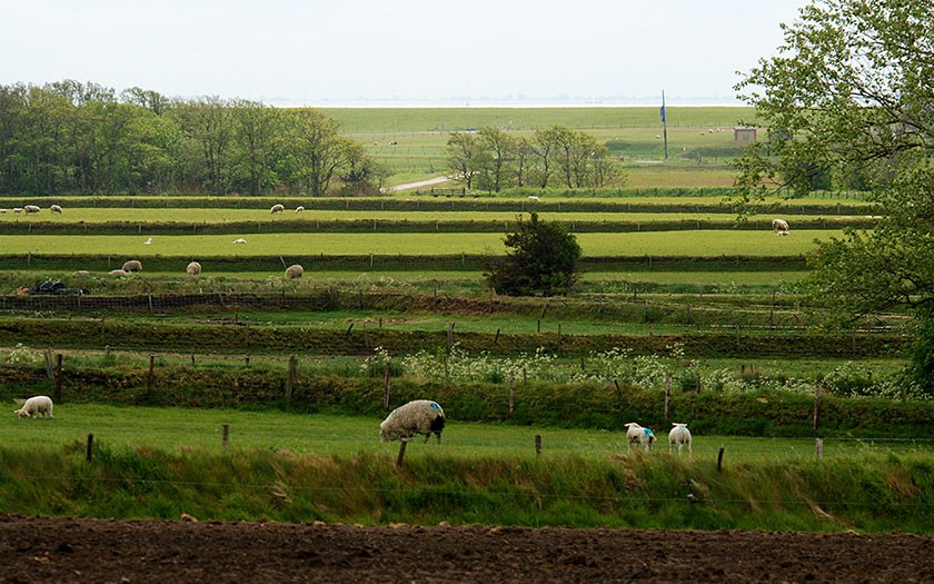 Hoge Berg met tuinwallen op Texel