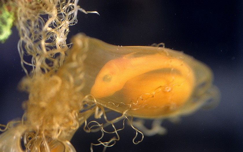 Dogfish in egg case (© Ecomare)