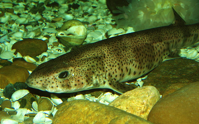 Lesser spotted dogfish in Ecomare Sea Aquarium (© Ecomare)