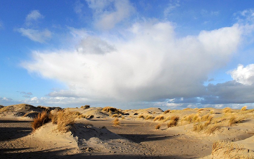 Duinen op de Hors (© Ecomare)