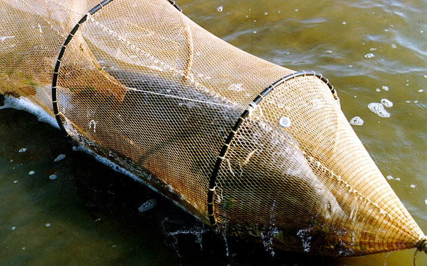 Drowned seal in a fyke (Griend) (photo Jan van Dijk)