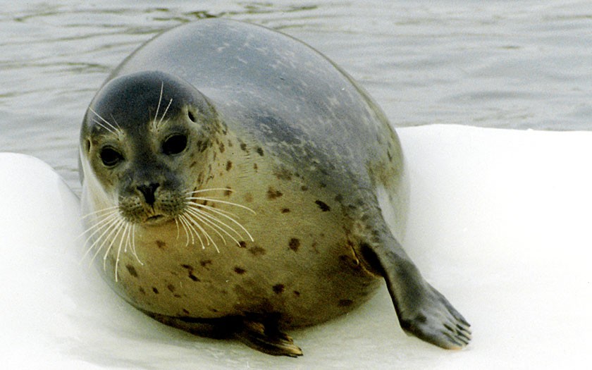 Zeehonden zijn goed geïsoleerd (foto Ecomare)