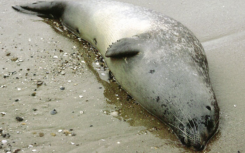 Dead seal, died from virus (© Ecomare)