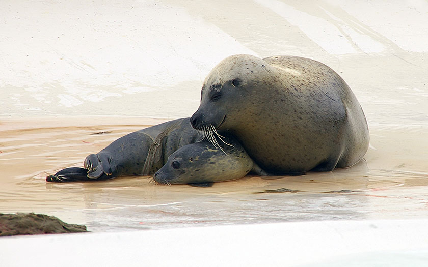 Jonge gewone zeehond, vlak na de geboorte (© Ecomare)