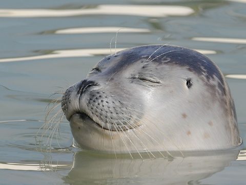 Zeehond steekt hoofd uit het water in zee