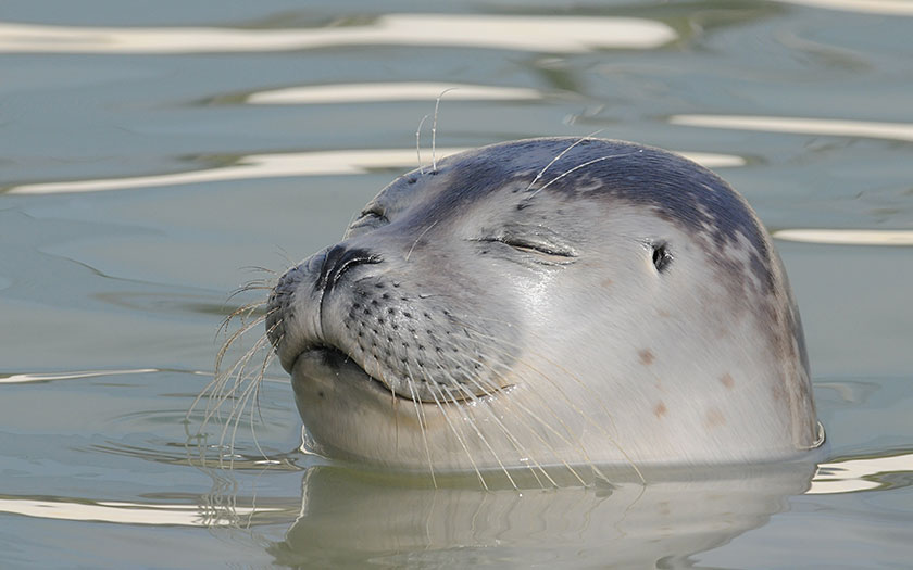 Seal sticks its head out of the water