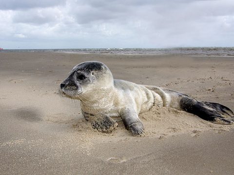 Huiler gewone zeehond op het strand