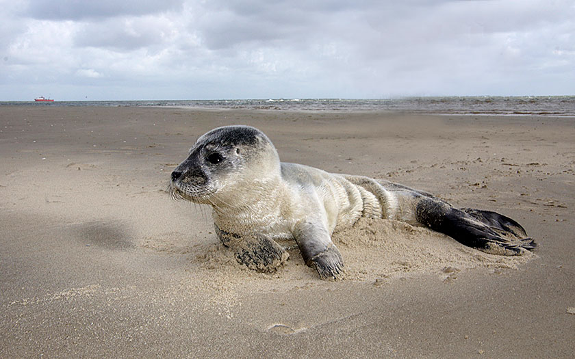 Heuler des Gemeinen Seehunds am Strand