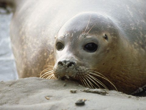 Gewone zeehond