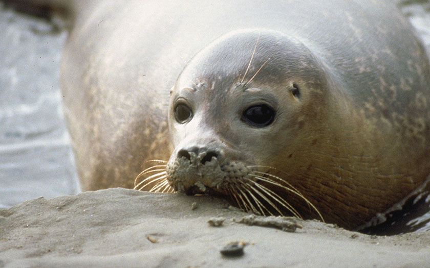 Gewone zeehond (foto Ecomare)