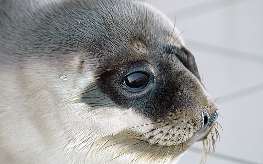 Hooded seal 
