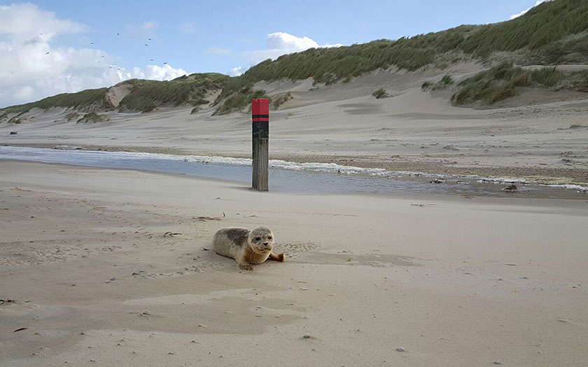 Huiler op het strand (Ecomare)