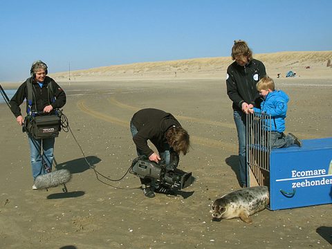 Pers aanwezig bij uitzetten van zeehonden