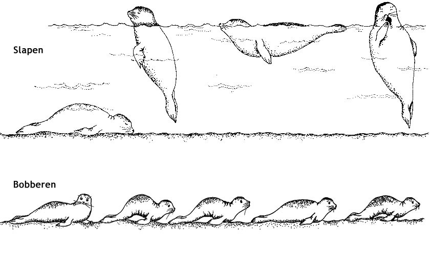 Tekening van zeehonden slapend en bobberend (Ecomare)