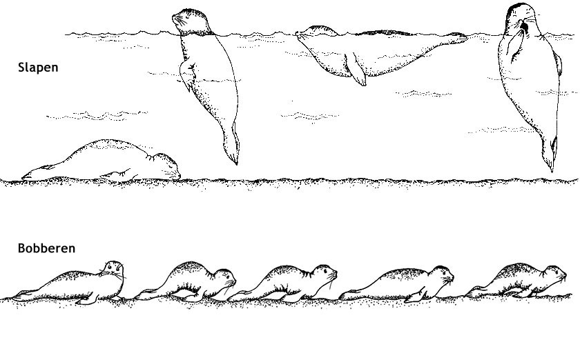 Tekening van zeehonden slapend en bobberend (Ecomare)
