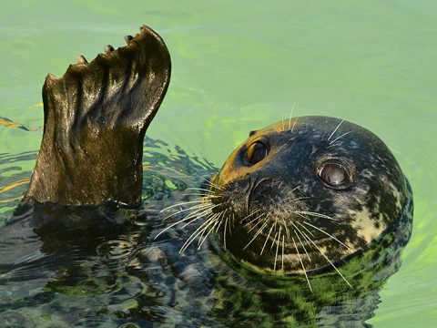 Adoptiezeehond Karien bij Ecomare