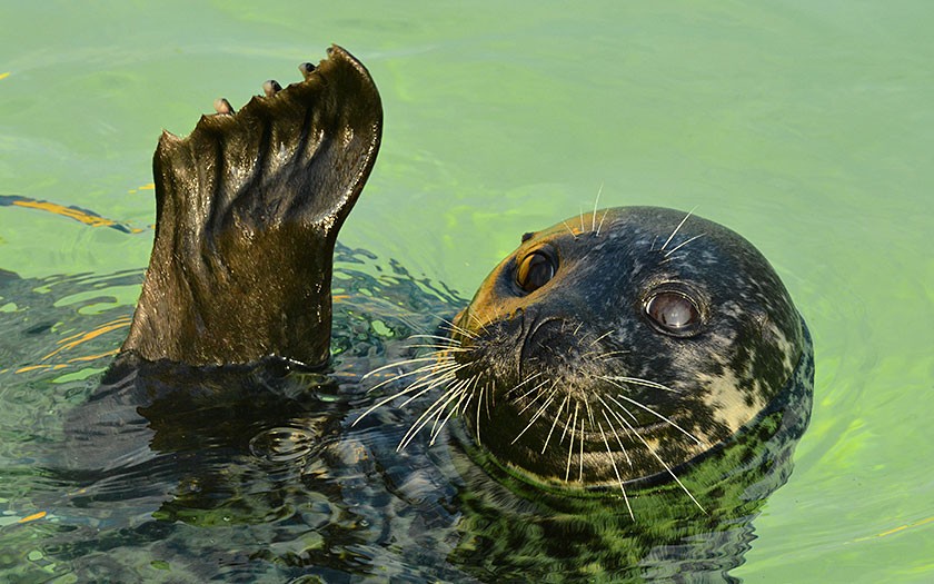 Adoption seal Karien at Ecomare