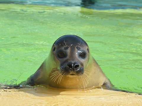 Zeehond Antonius bij Ecomare