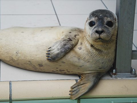 Gewone zeehond Antonius bij Ecomare