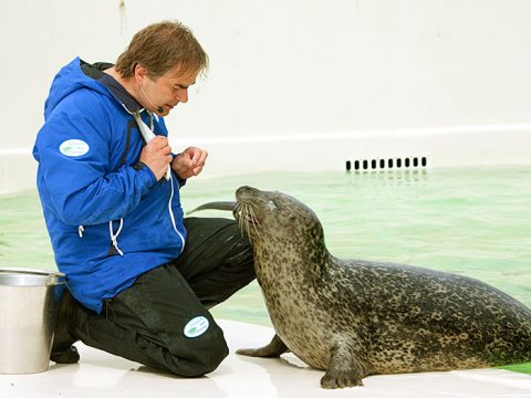 Dierverzorger Salko voert een van de zeehonden bij Ecomare