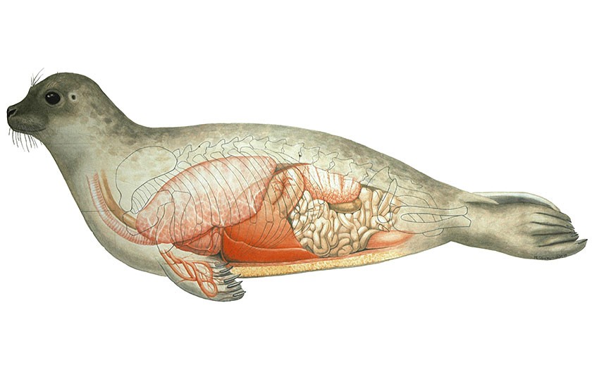 Anatomie van de zeehond, (foto M. Oberdorff)