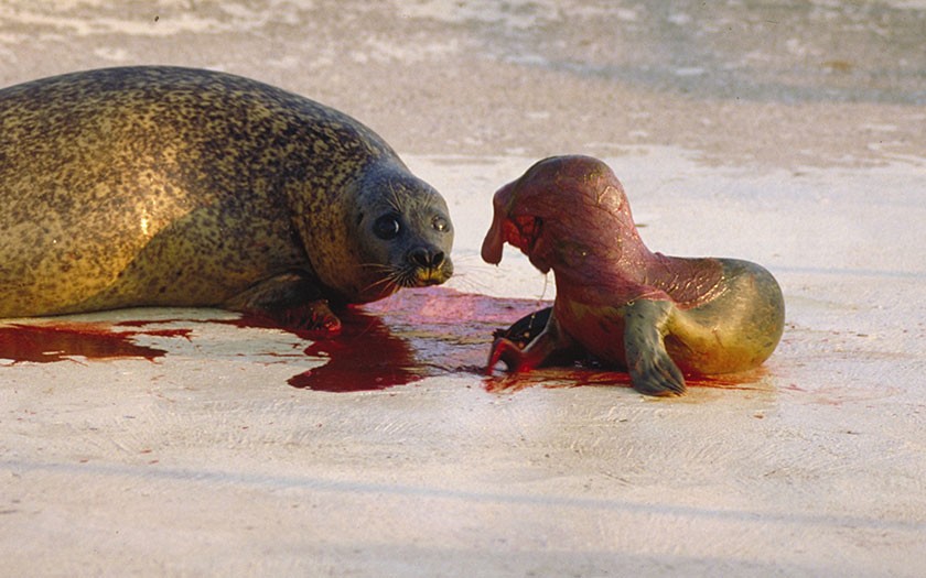 Geboorte van een zeehond (foto Ecomare)