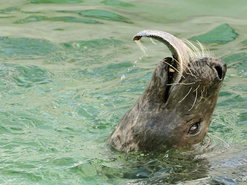 Grijze zeehond eet platvis