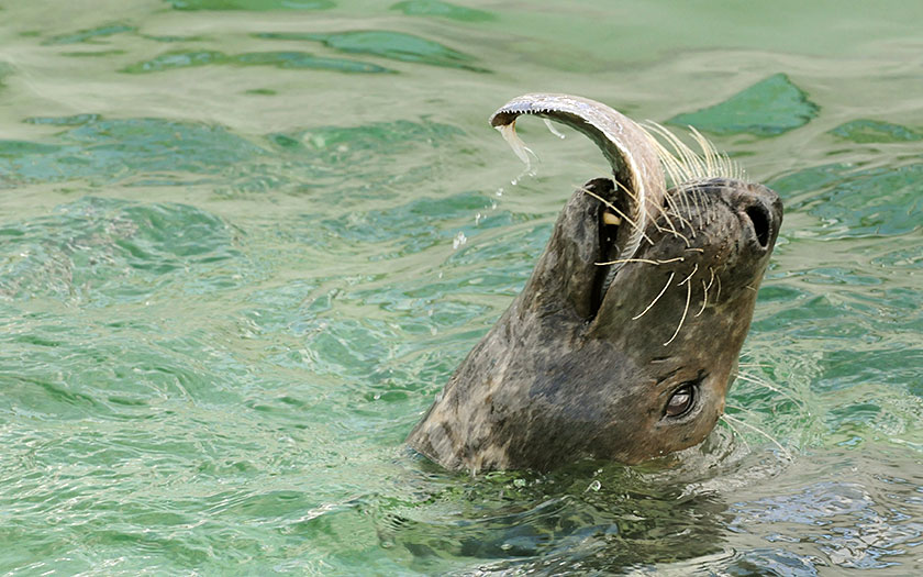 Grijze zeehond eet platvis