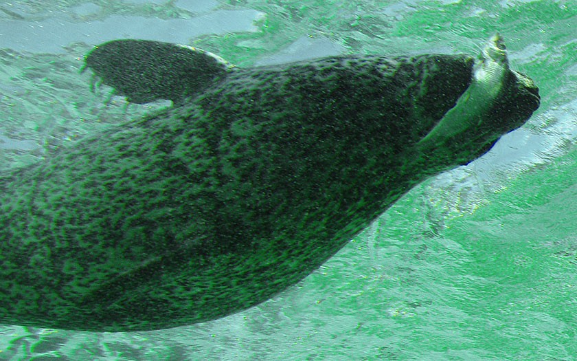 Seal eating herring