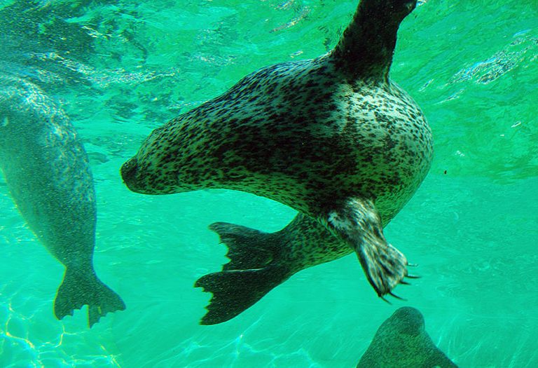 zeehond zwemmen onder water