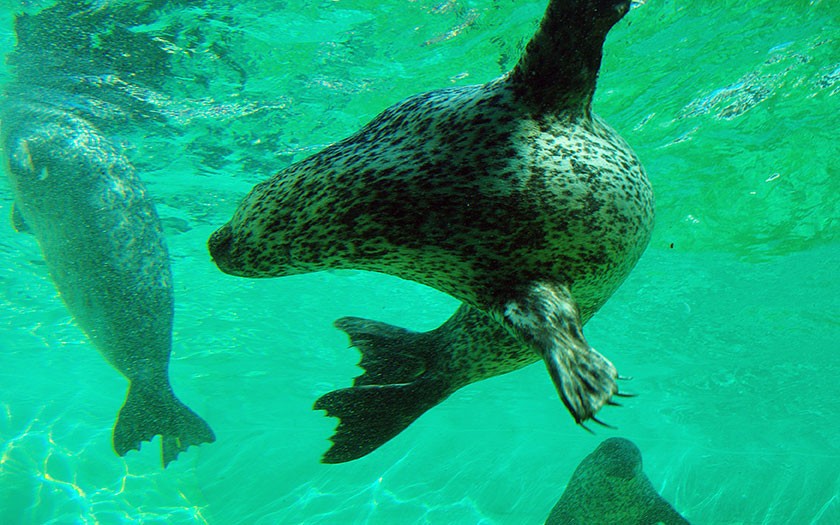 Zeehond onder water (FotoFitis)