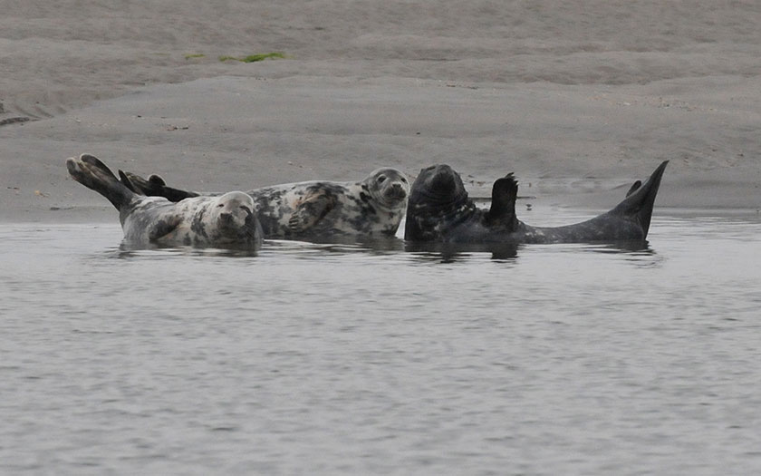 Banaanzeehond op het strand