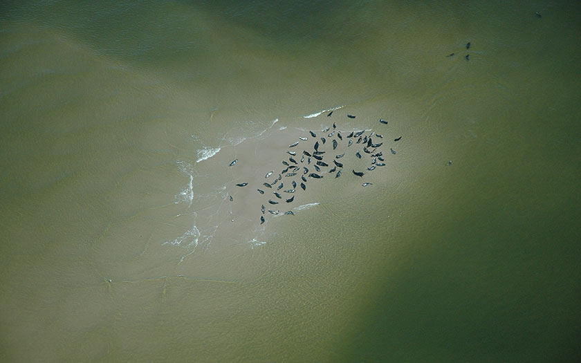 Luchtopname zeehonden op een zandplaat (foto fitis, Sytske Dijksen)