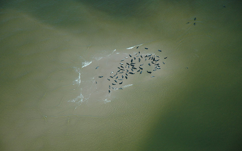 Aerial photo of seals on a sandbank (Fotofitis, Sytske Dijksen)