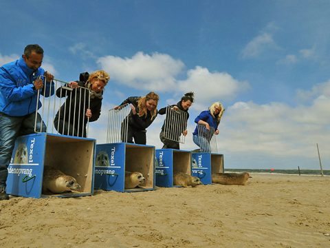 Zeehonden worden uitgezet door Ecomare