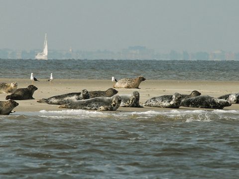 Gewone zeehonden op zandplaat