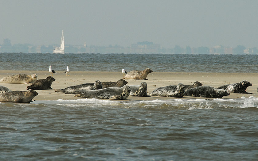 Gewone zeehonden op zandplaat (Foto Salko de Wolf)