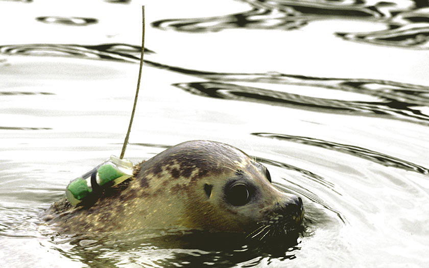 Zeehond met satellietzender (© Ecomare)