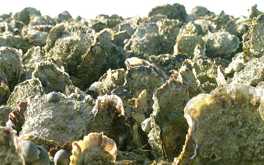 Oyster reef (© Ecomare)