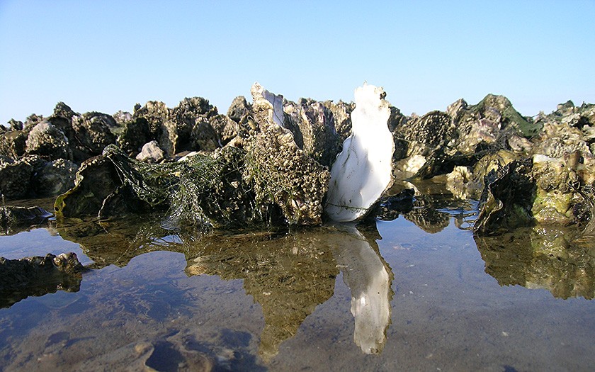 Pazifische Auster (© Ecomare)