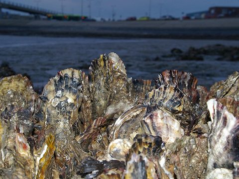 Japanse oesters in de veerhaven