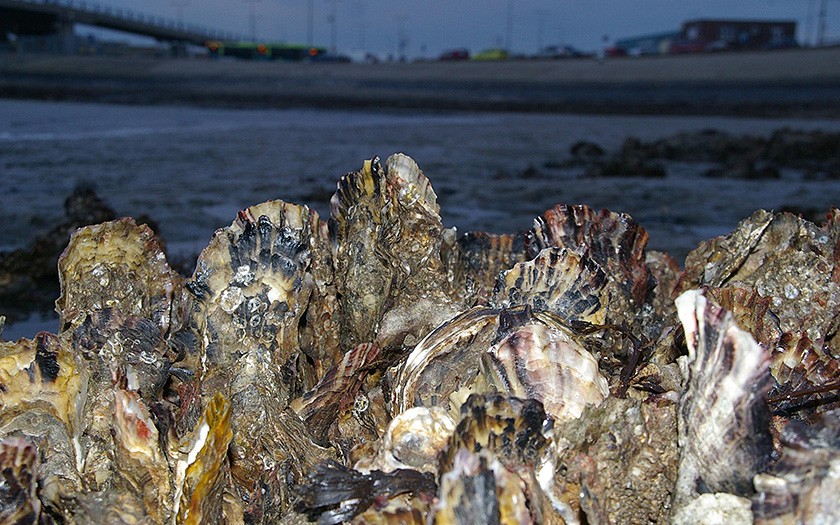 Pacific oysters in the ferry harbor (© www.fotofitis.nl)