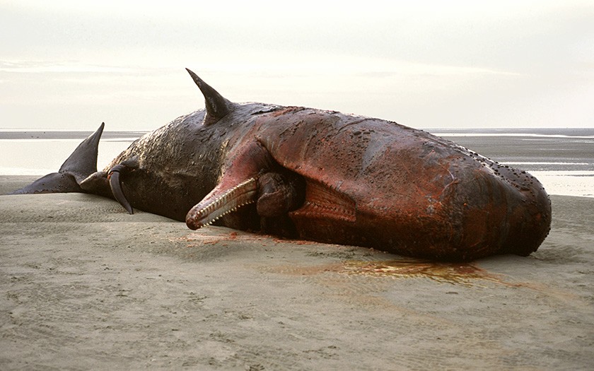 Potvisstranding op Ameland 1994 (foto Johan Krol)