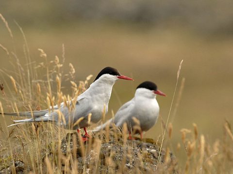 Noordse Sterns, foto Jeroen Reneerkens