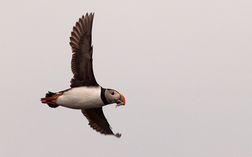 Puffin with food (© Jeroen Reneerkens)