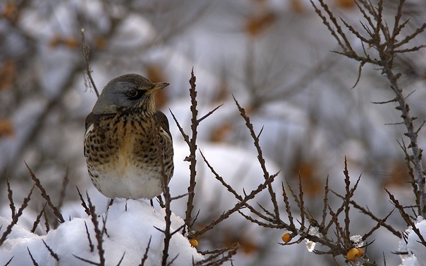 Kramsvogel in besneeuwde duindoorn